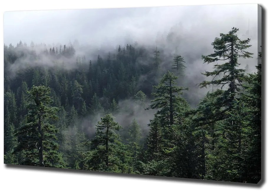 Pictură pe pânză Ceață pădure