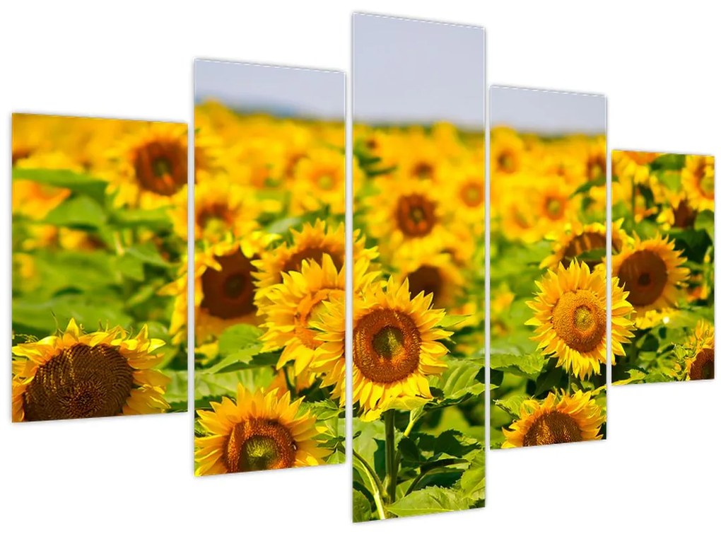 Tablou - Floarea-soarelui (150x105 cm)