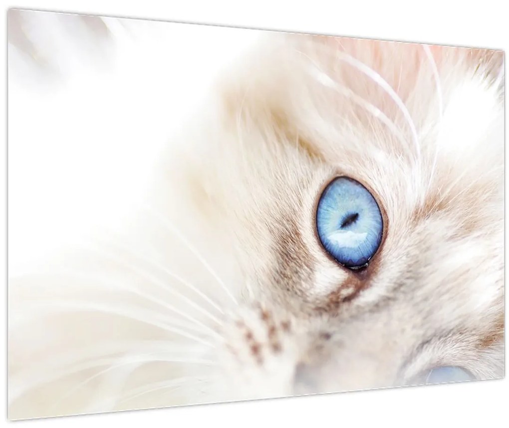 Tablou - Pisicuță (90x60 cm)