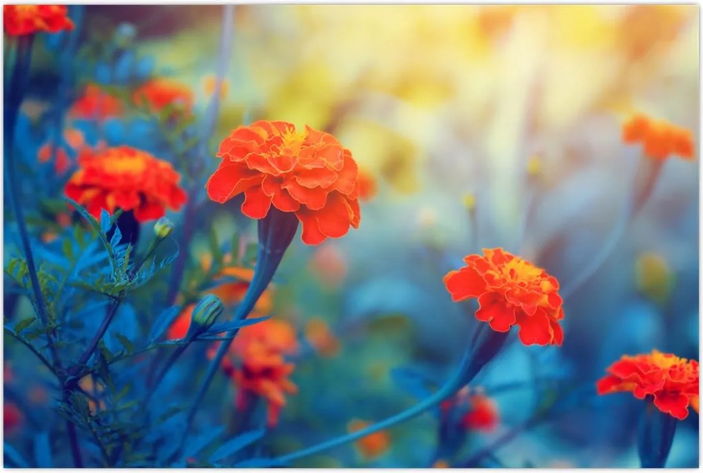 Tablou - Flori portocalii (90x60 cm)