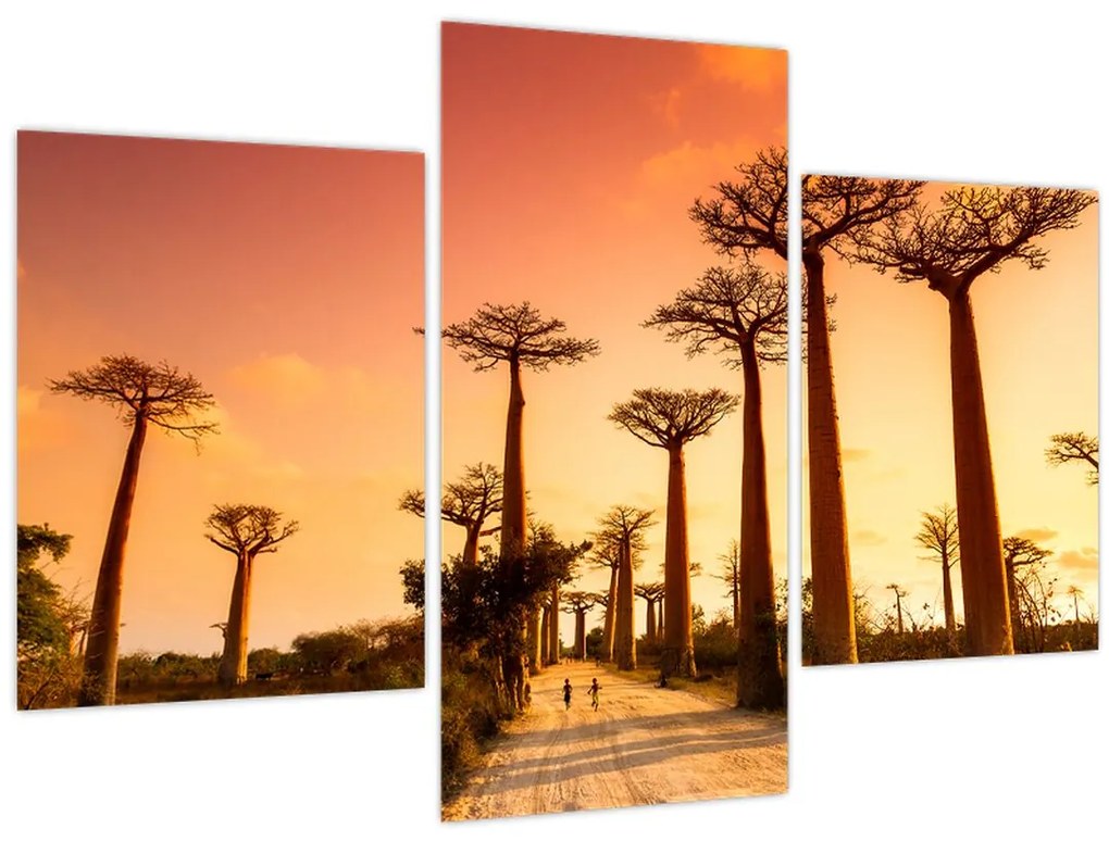 Tablou - Apus de soare pe Aleea Baobabilor (90x60 cm)