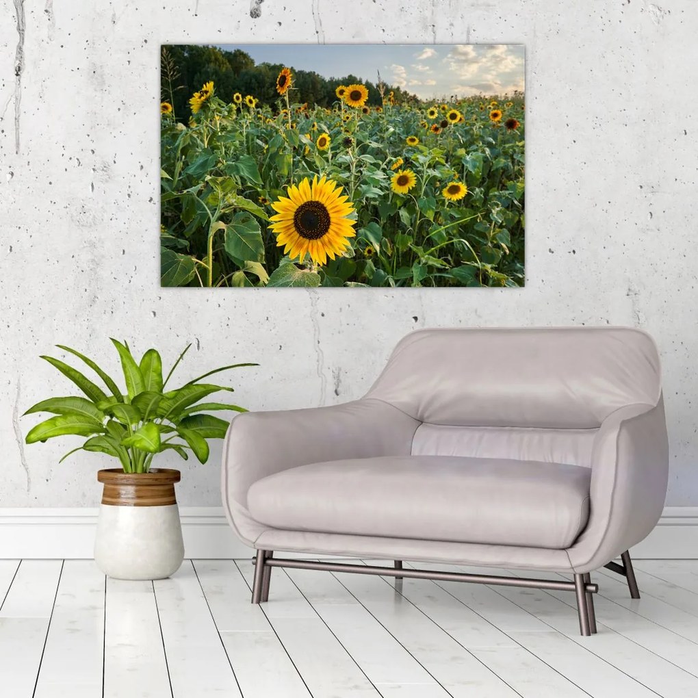 Tablou - Câmpul de floarea-soarelui II. (90x60 cm)