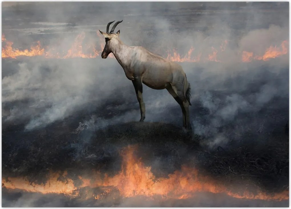 Tablou cu capră de munte în foc (70x50 cm)
