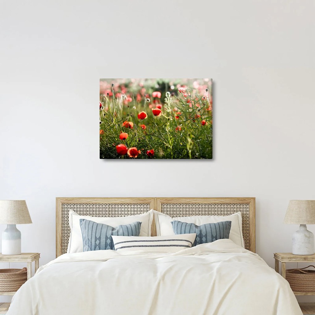 Tablou cu maci (70x50 cm)