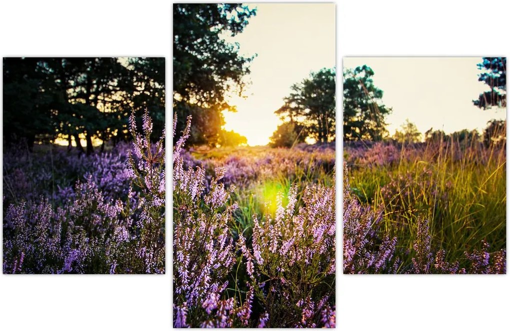Tablou - Câmp cu lavandă (90x60 cm)