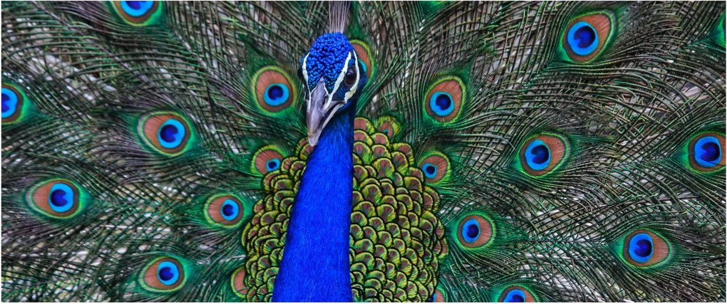 Tablou - Păun (120x50 cm)