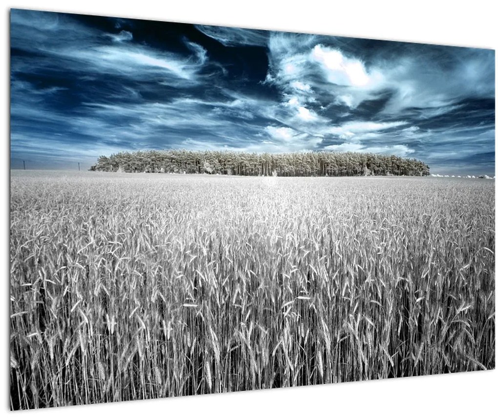 Tablou cu câmp (90x60 cm)