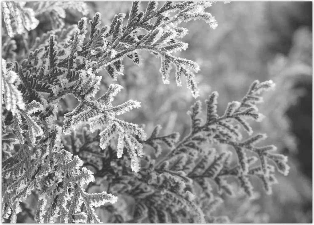 Tablou - Pădure de molid (70x50 cm)