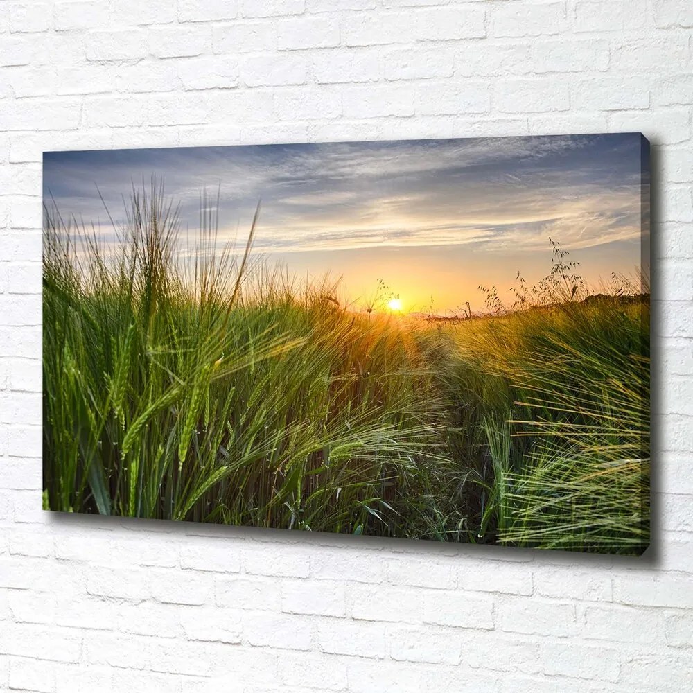 Print pe canvas Câmp de grâu