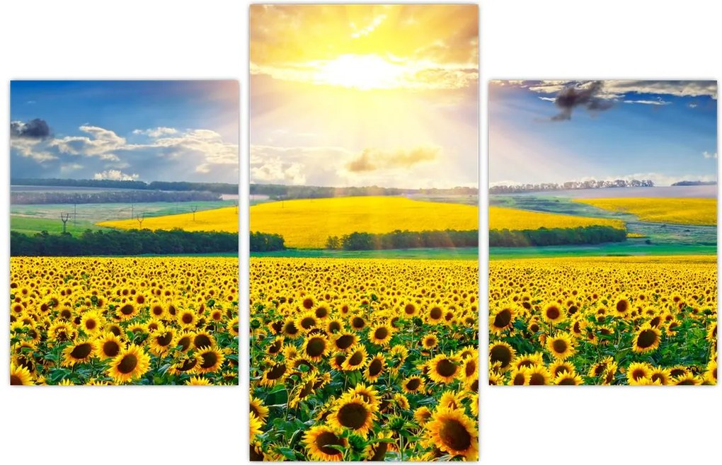 Tablou - Câmp cu floarea soarelui (90x60 cm)