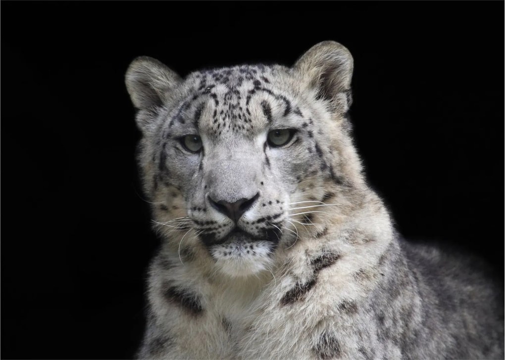 Tablou pe sticlă - Snow Leopard (70x50 cm)