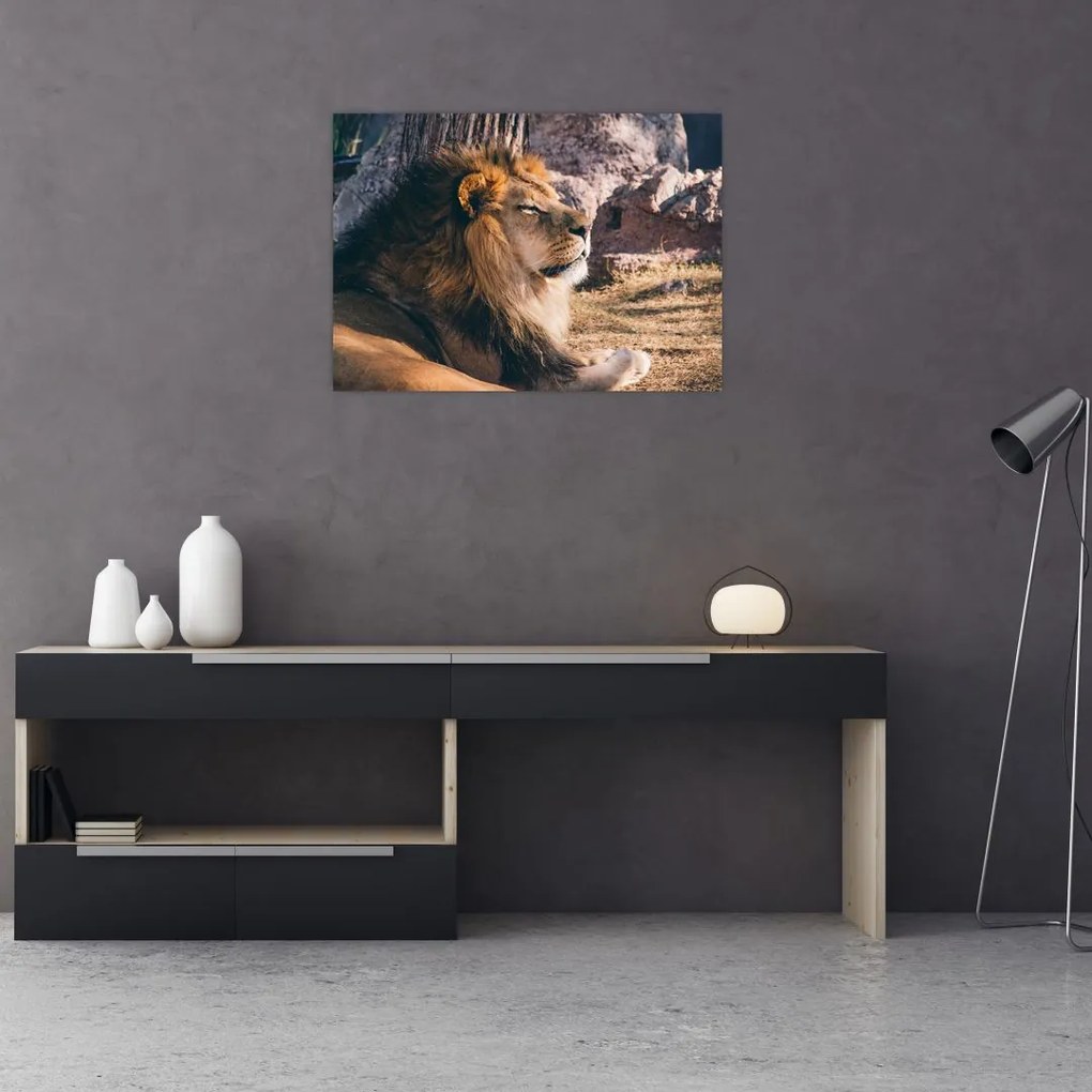 Tablou pe sticlă cu leul dormind (70x50 cm)