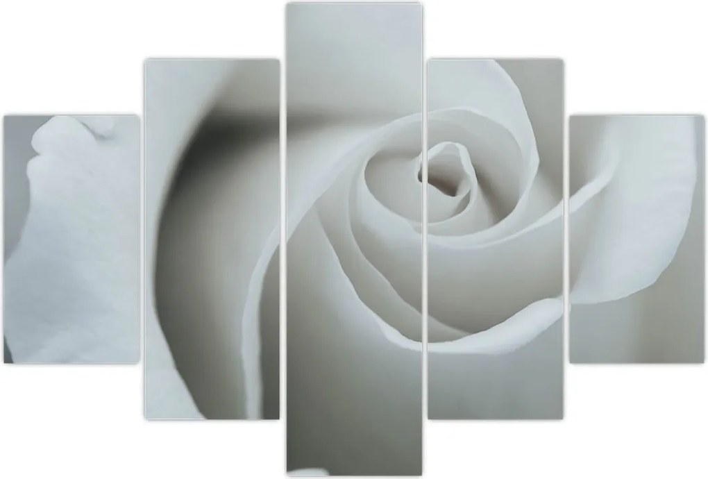 Tablou - Trandafirul alb (150x105 cm)