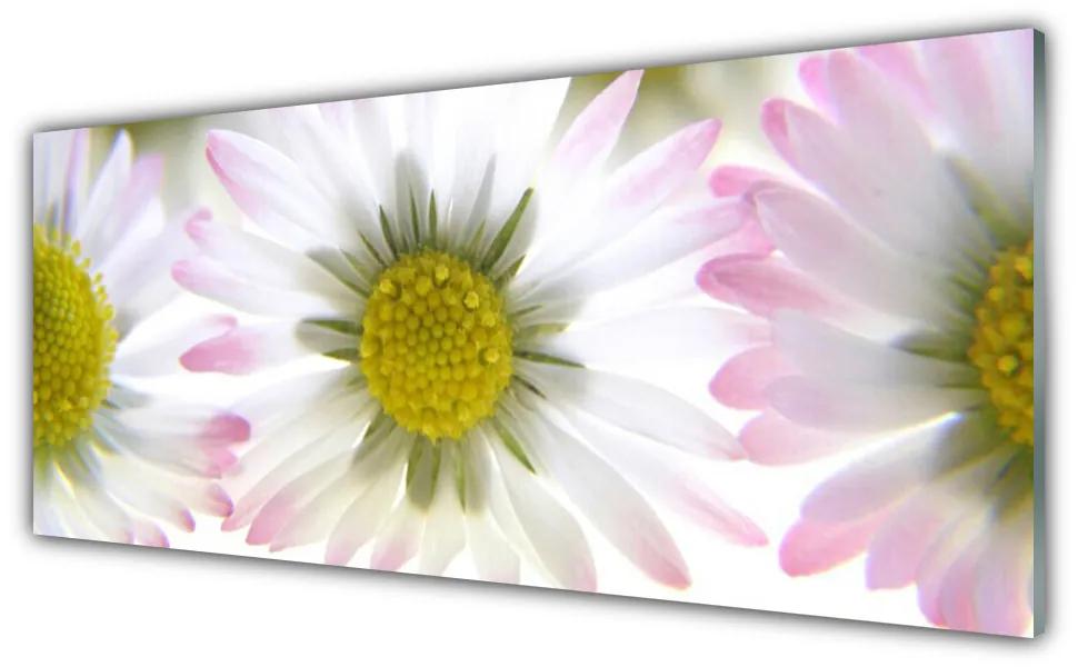 Tablou pe sticla Daisy Floral Verde Gri Alb
