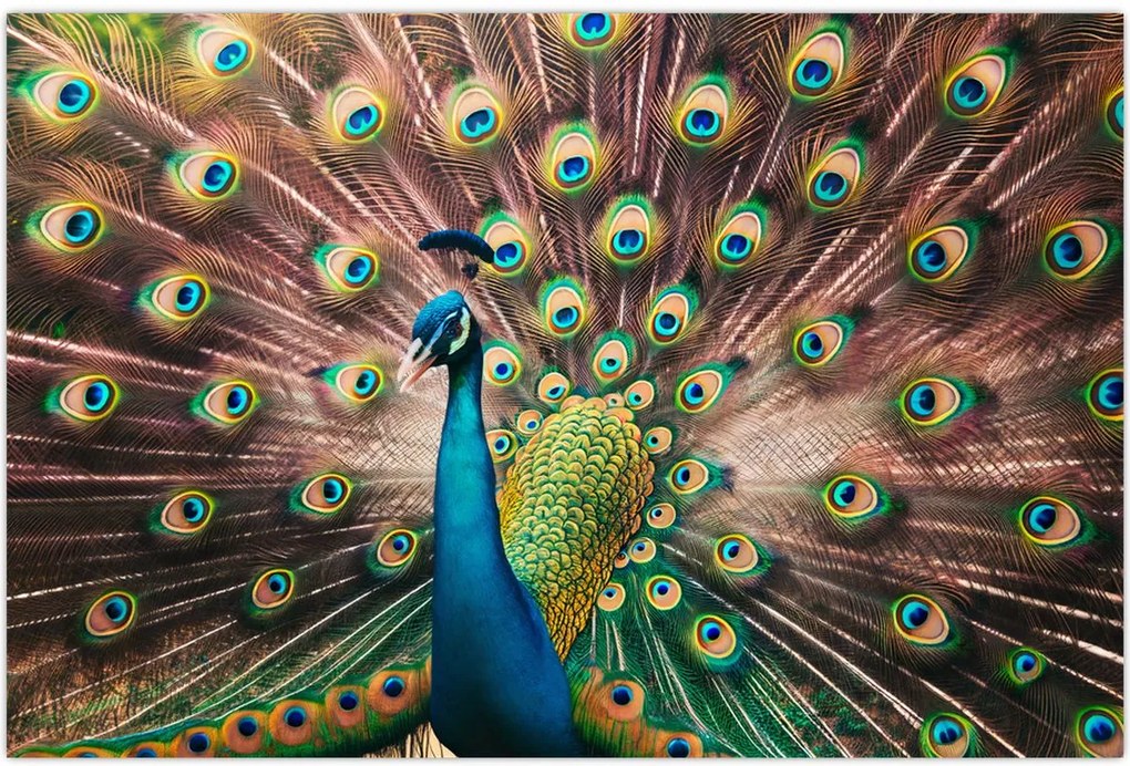 Tablou - Păun (90x60 cm)