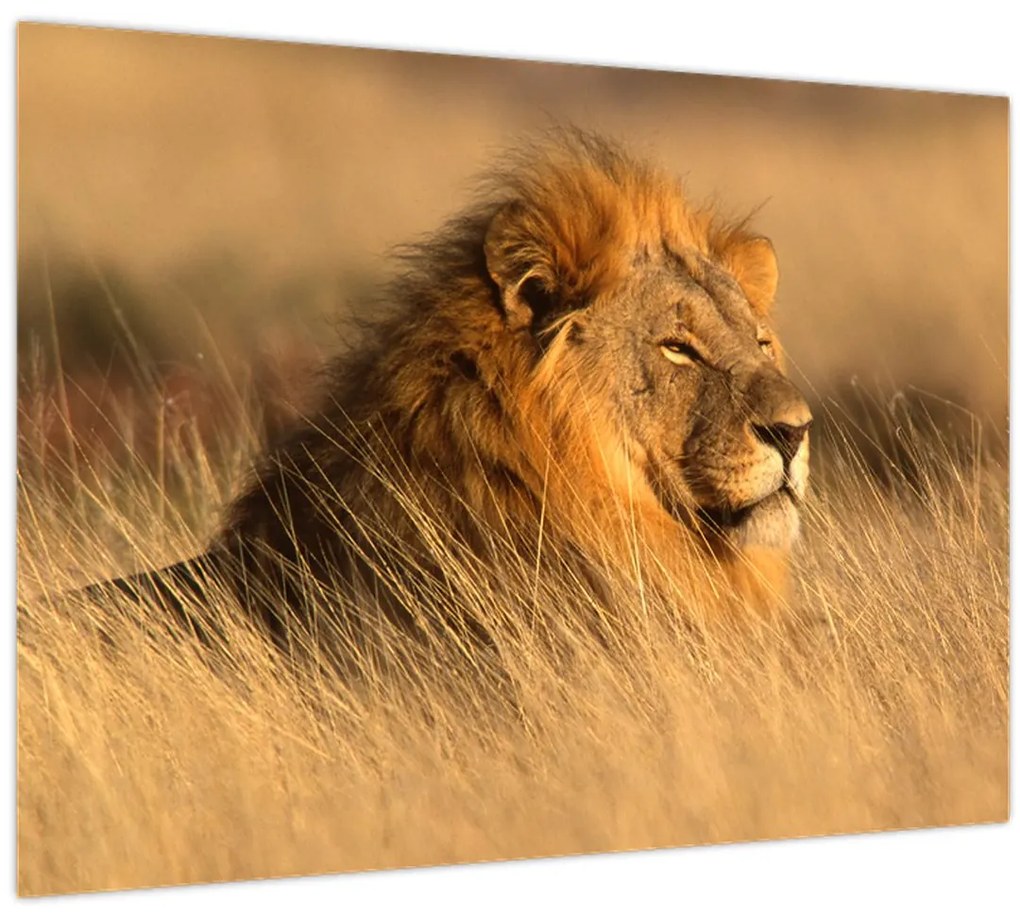 Tablou - Parcul Național Etosha (70x50 cm)