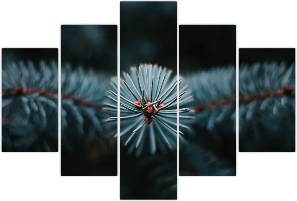 Tablou -Crenguțe ale unui conifer (150x105 cm)