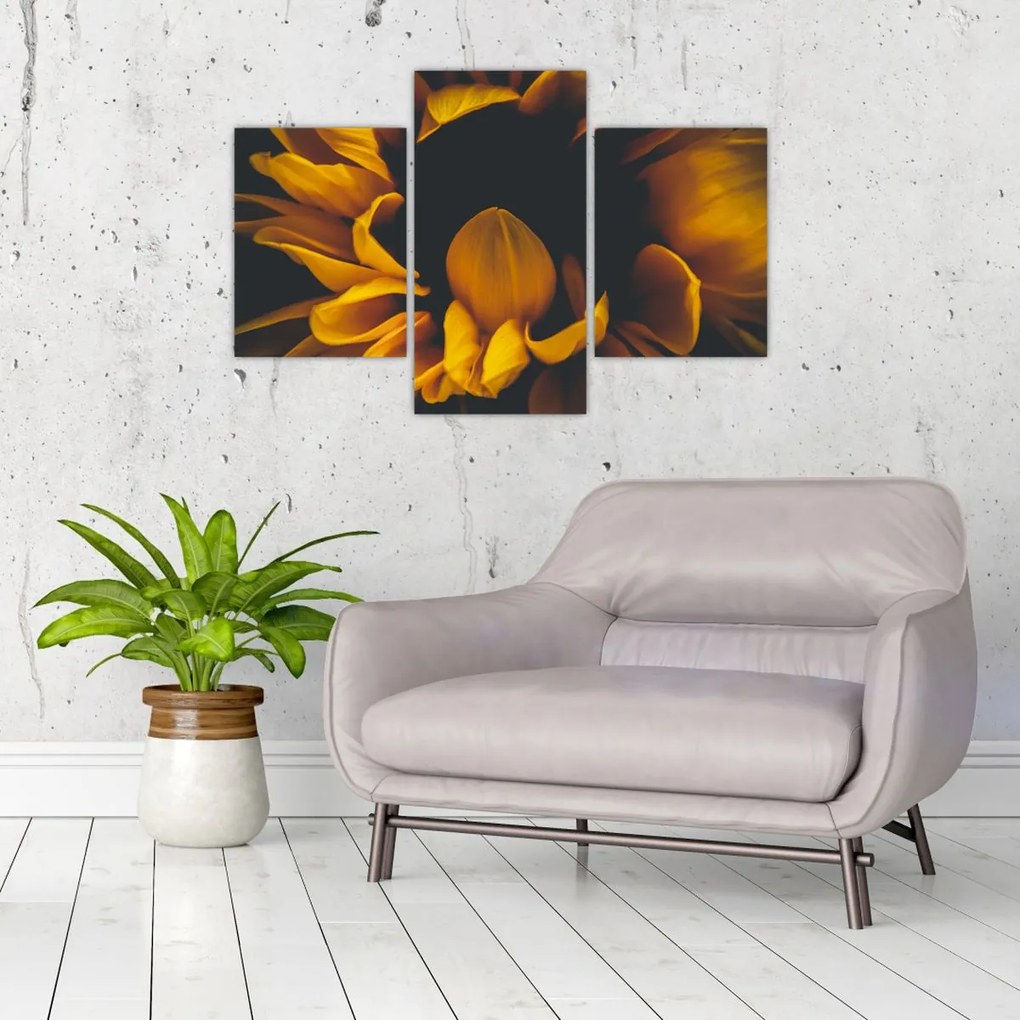 Tablou - Floarea-soarelui în fundal negru (90x60 cm)