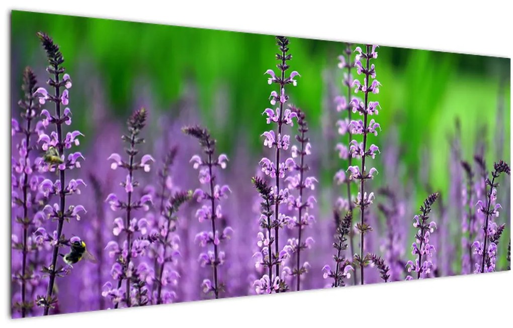 Tablou cu flori de luncă violete (120x50 cm)