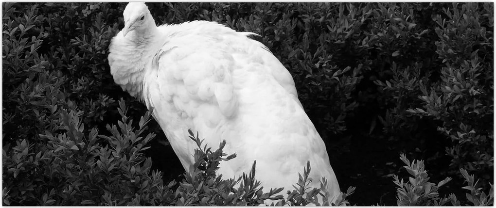 Tablou - Păun,alb-negru (120x50 cm)