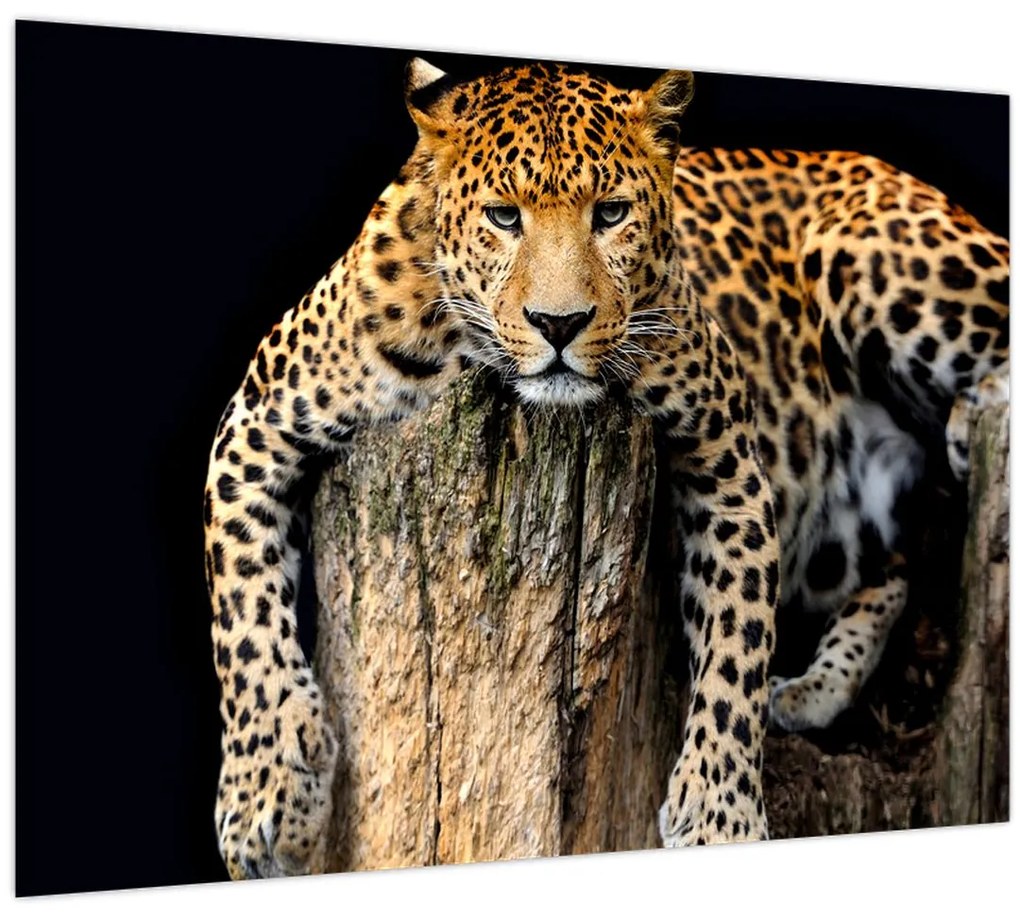 Tablou pe sticlă - Ghepard (70x50 cm)