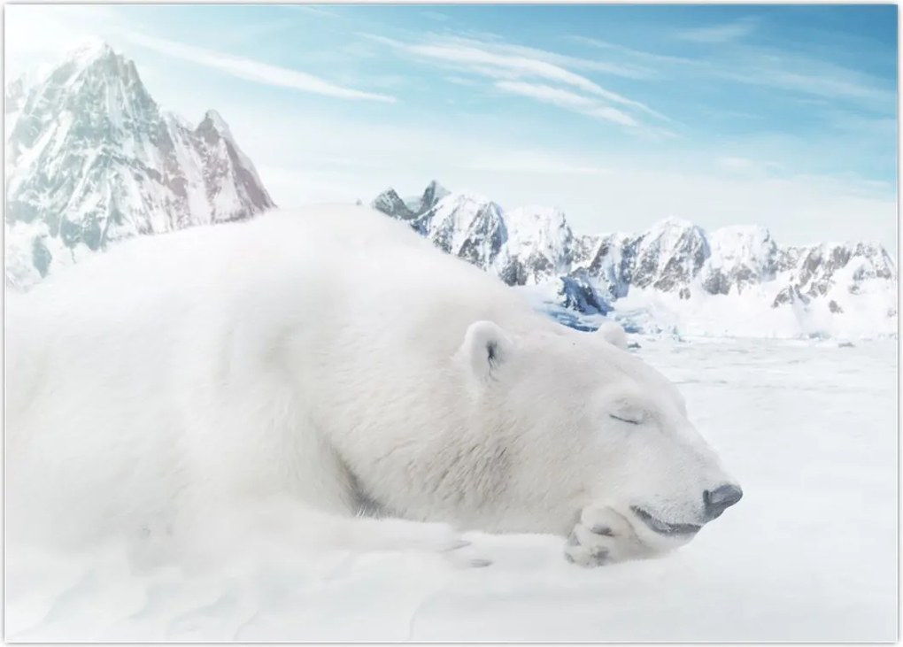 Tablou - Urs polar (70x50 cm)