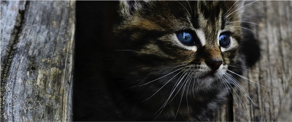 Tablou cu pisicuța (120x50 cm)