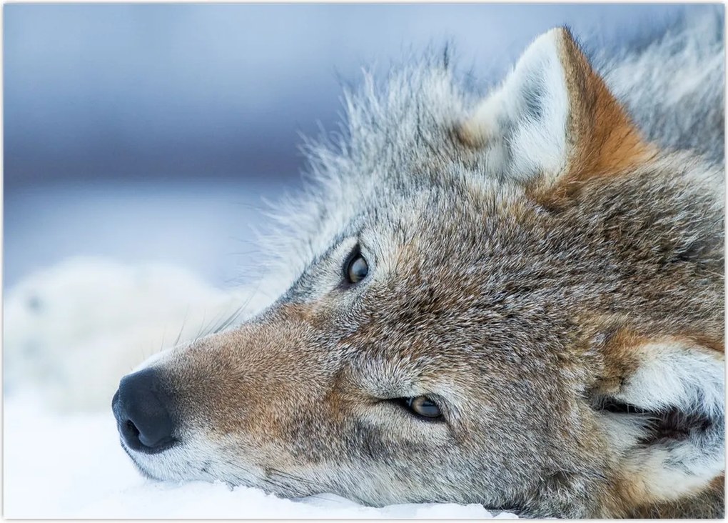 Tablou - Lup (70x50 cm)