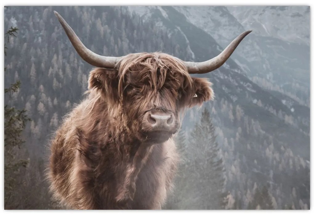 Tablou - Vaca Highlander (90x60 cm)