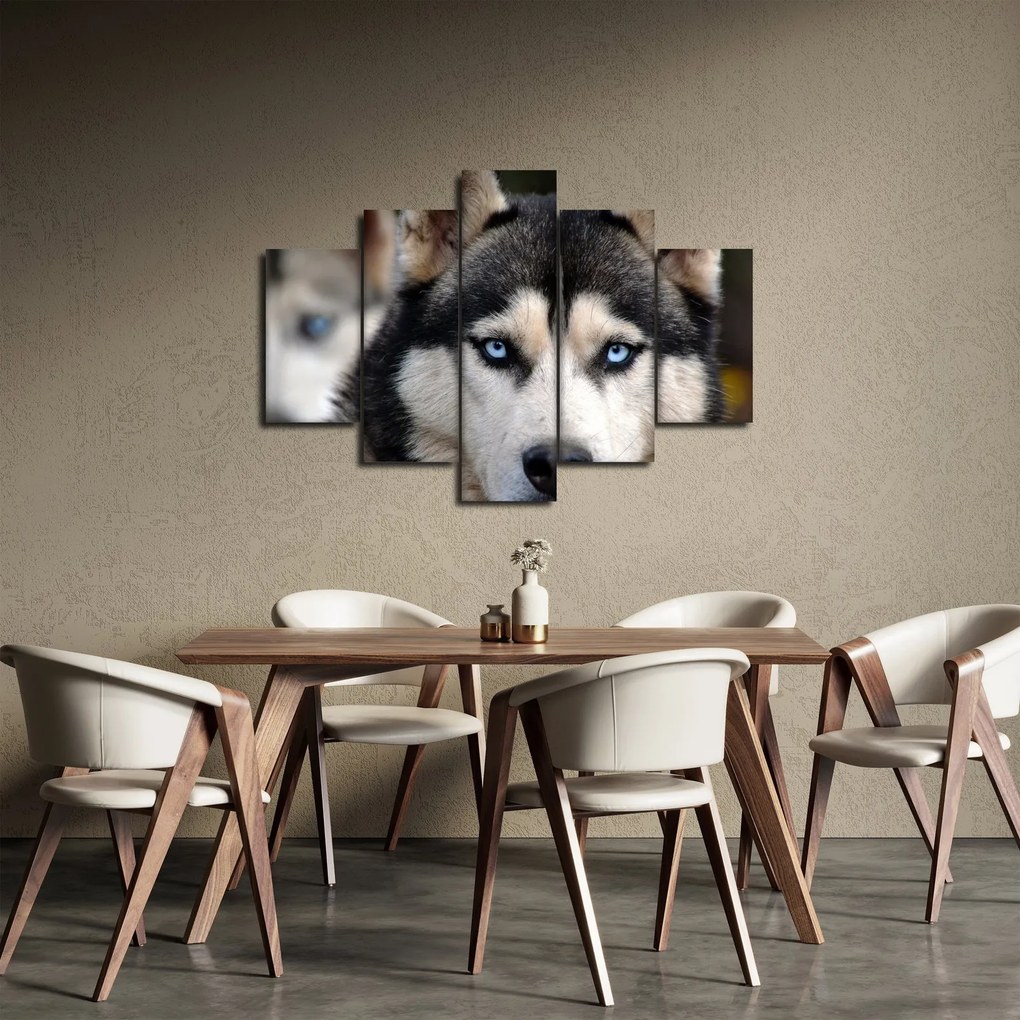 Tablou cu câinele husky (150x105 cm)