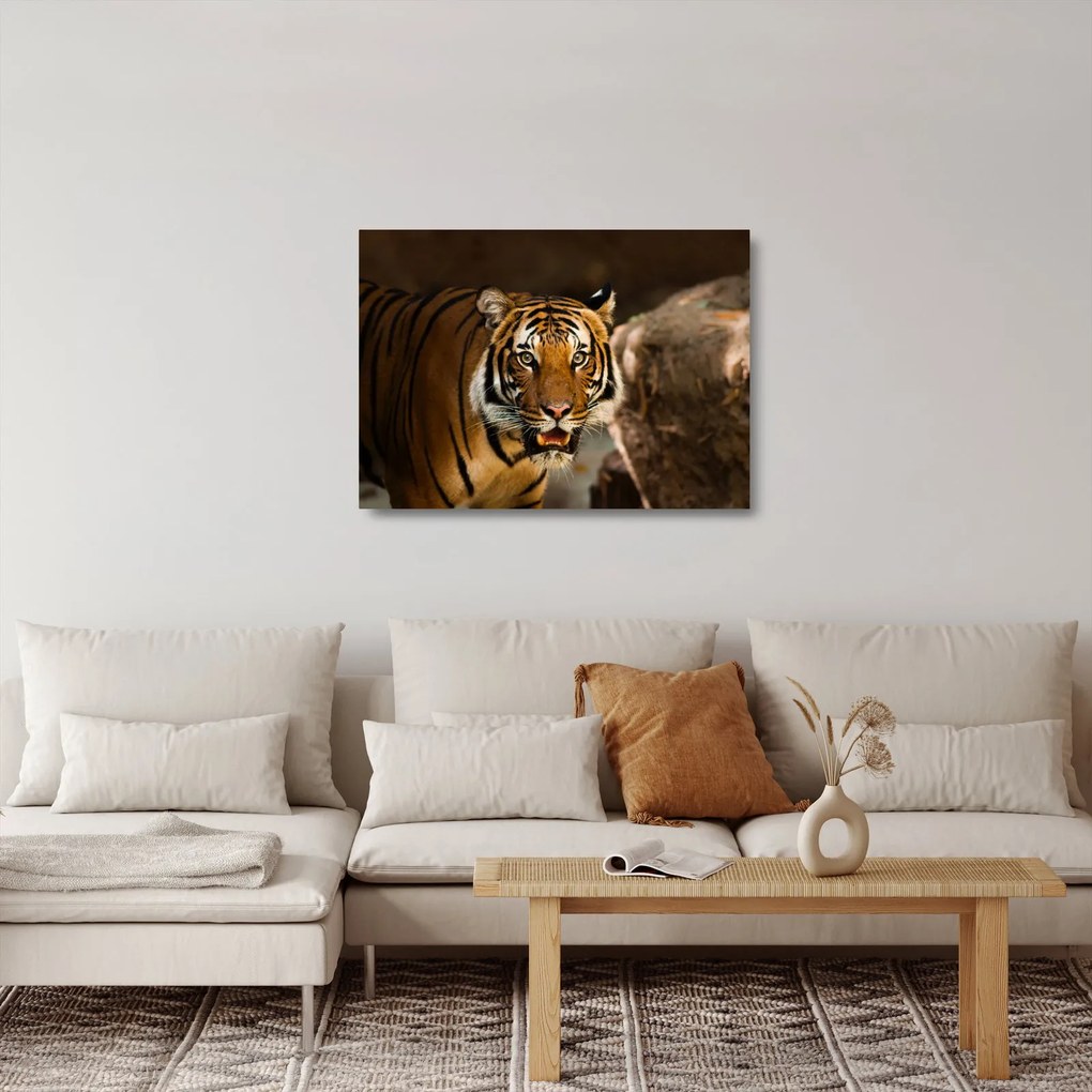 Tablou pe sticlă cu tigrul (70x50 cm)