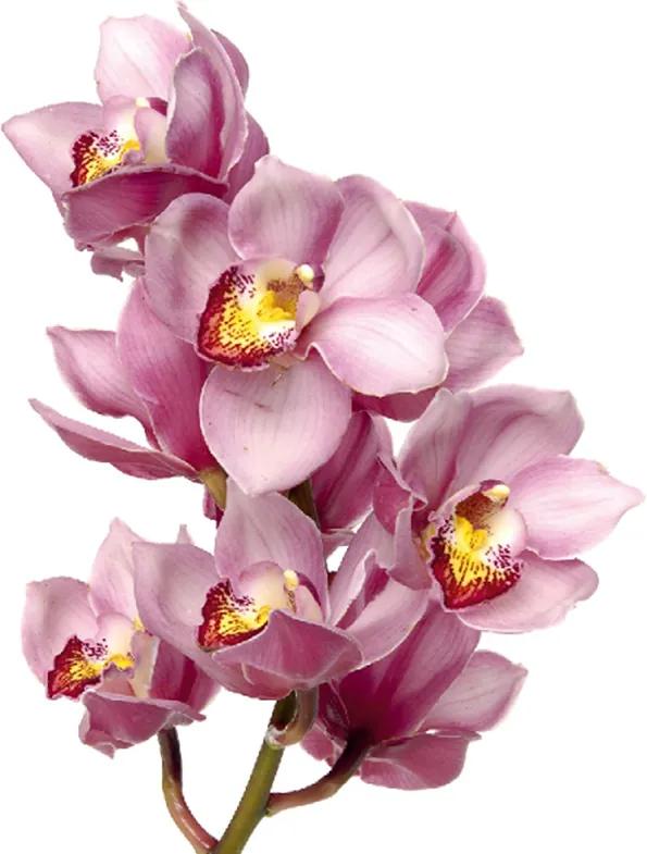Sticker Orhidee Roz Delicat