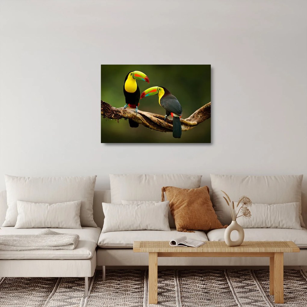 Tablou pe sticlă tucani sezând , Costa Rica (70x50 cm)