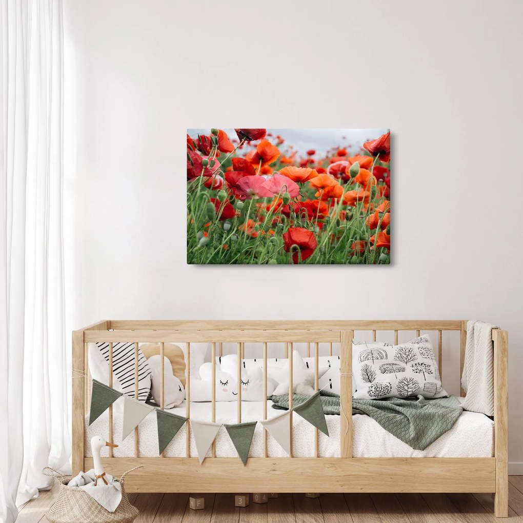 Tablou din câmp cu maci (90x60 cm)