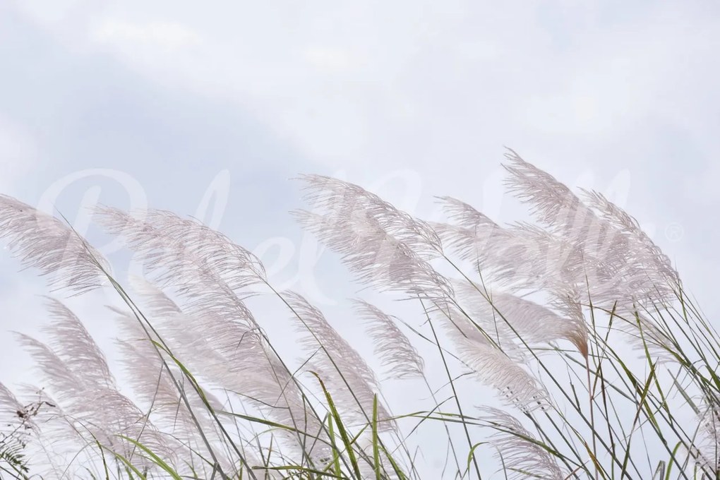 Fototapet, Windy Reed, Rebel Walls