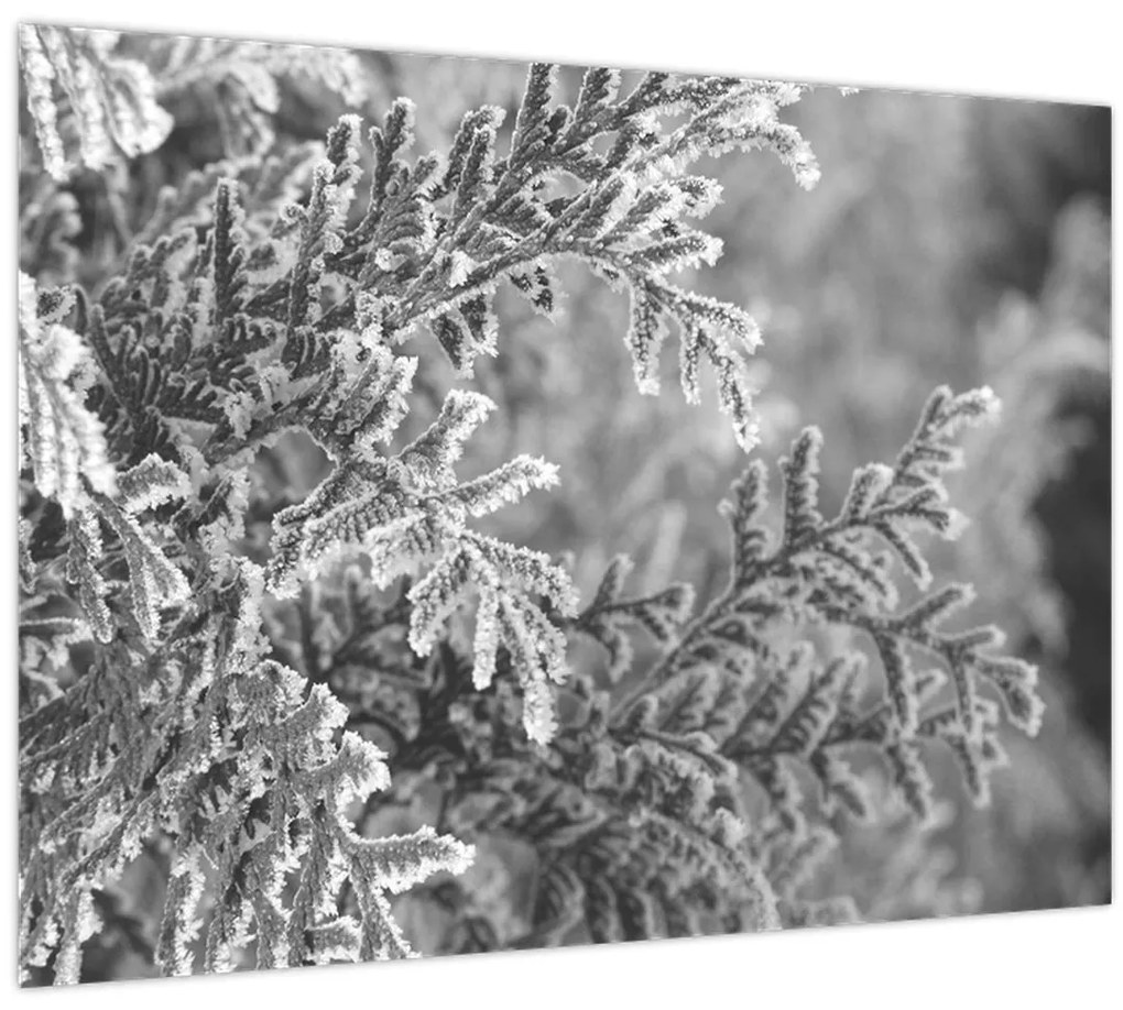 Tablou pe sticlă - Pădure de molid (70x50 cm)