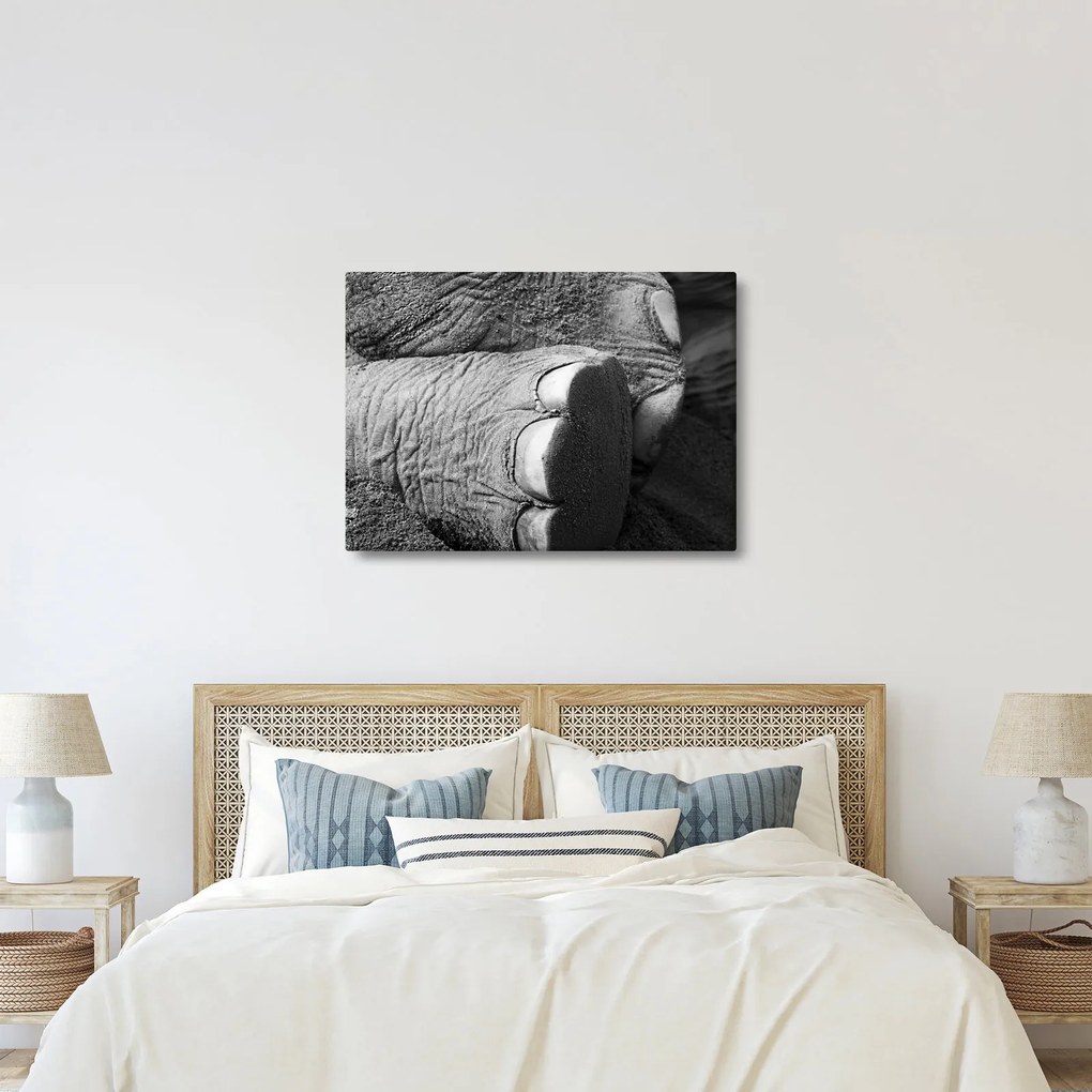 Tablou - Picior de elefant (70x50 cm)