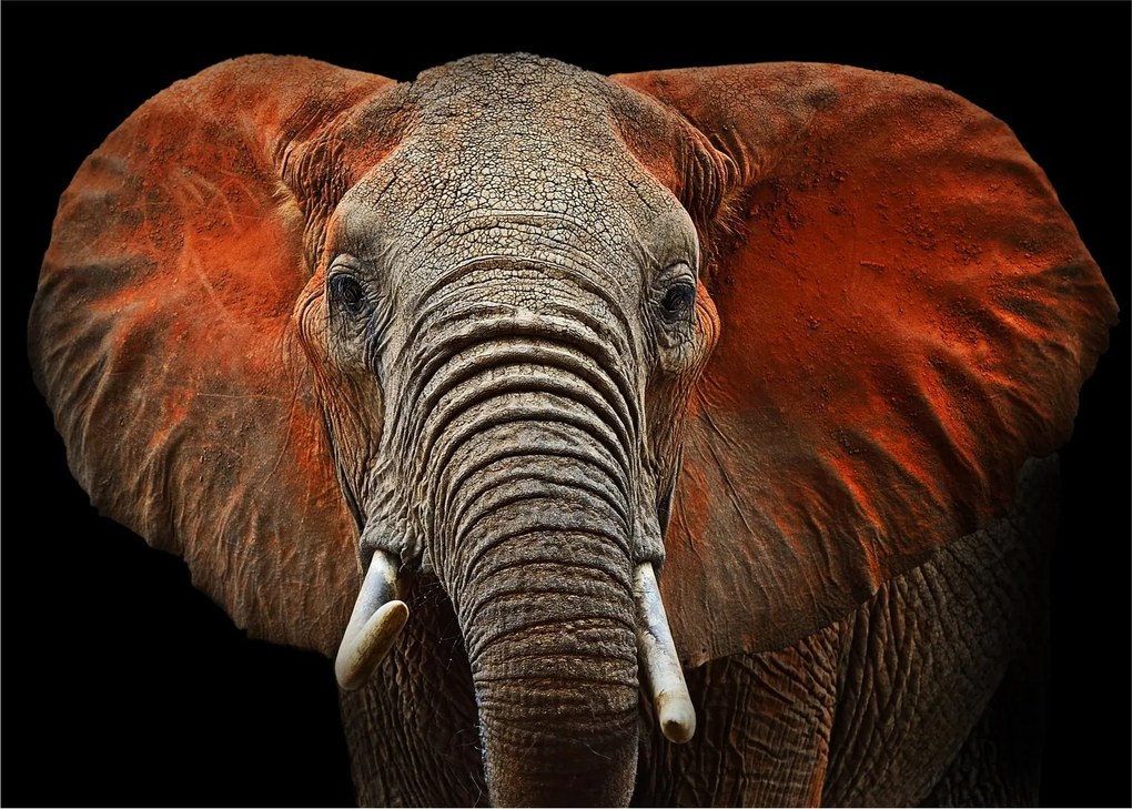 Tablou pe sticlă - Elefanți cu Tsavo (70x50 cm)