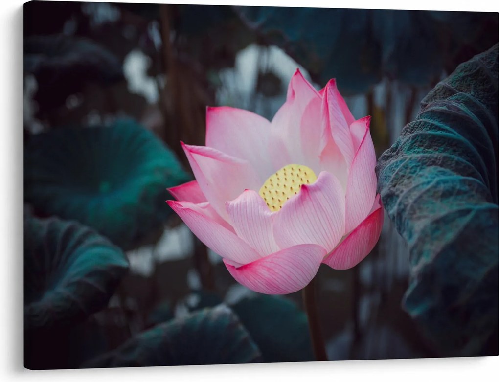 Tablou cu floare roz (70x50 cm)