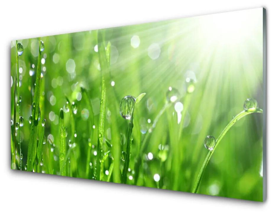 Tablou pe sticla acrilica Iarbă Natura verde