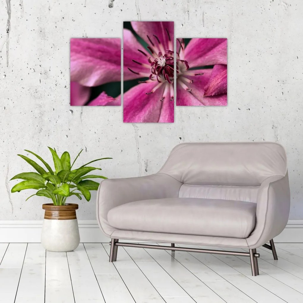 Tablou cu floarea roz de clematis (90x60 cm)
