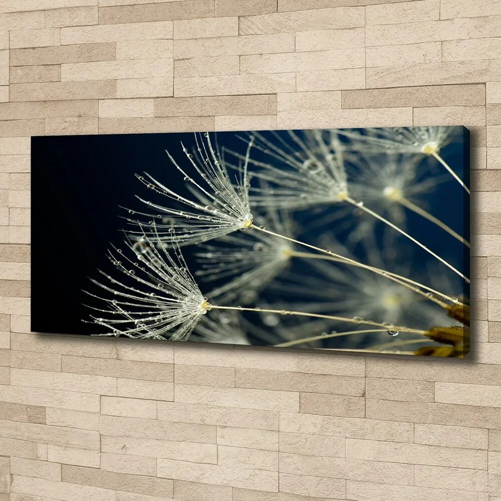 Tablou pe pânză canvas Semințe de papadie