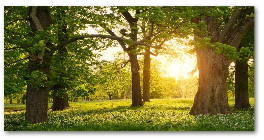 Tablou sticlă acrilică Copaci în parc