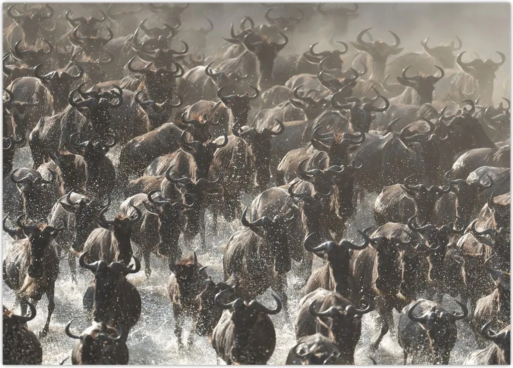 Tablou - Turmă de antilope sălbatice (70x50 cm)