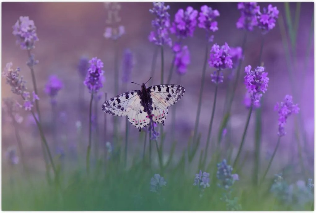 Tablou - fluture în lavandă (90x60 cm)