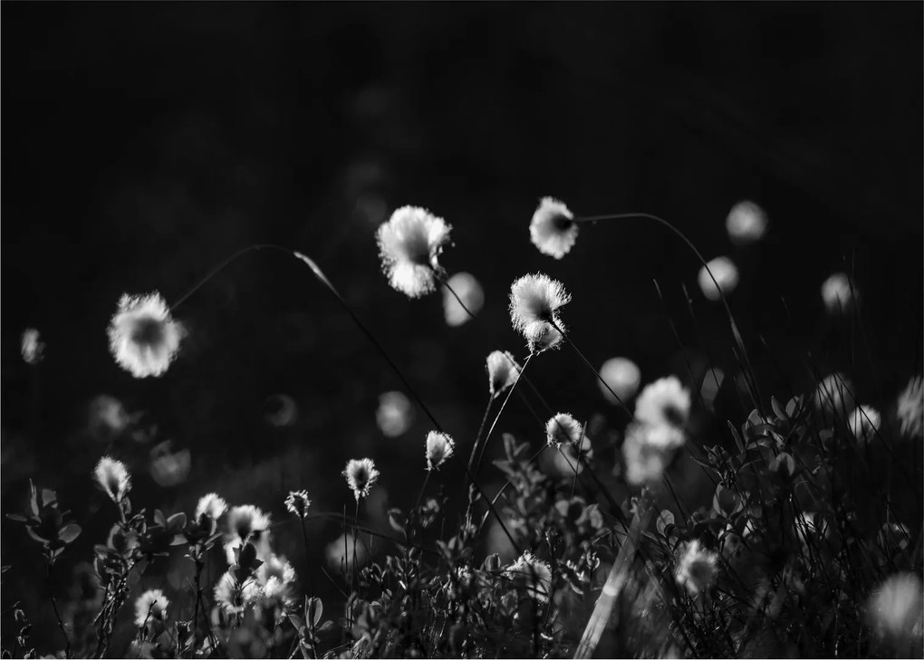 Tablou - Pajiște cu iarbă de cozonac N⁰1 (70x50 cm)