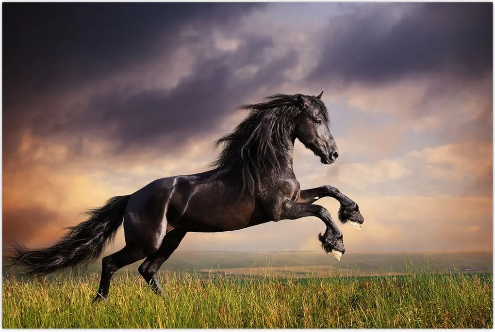 Tablou - Cai (90x60 cm)