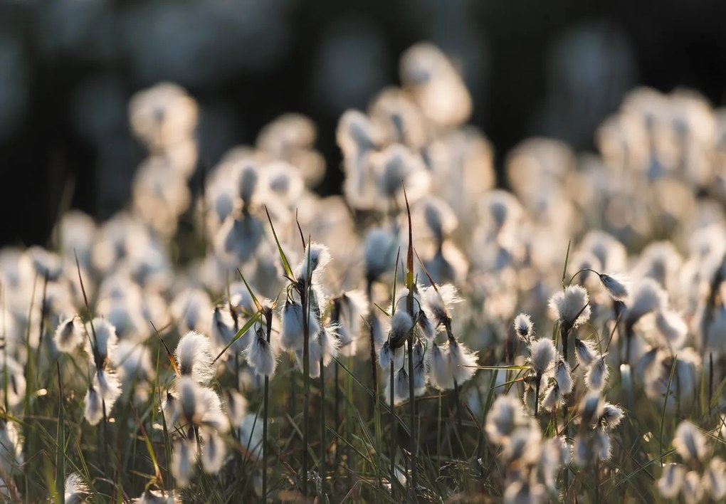 Fototapet - Floare de luncă (147x102 cm)