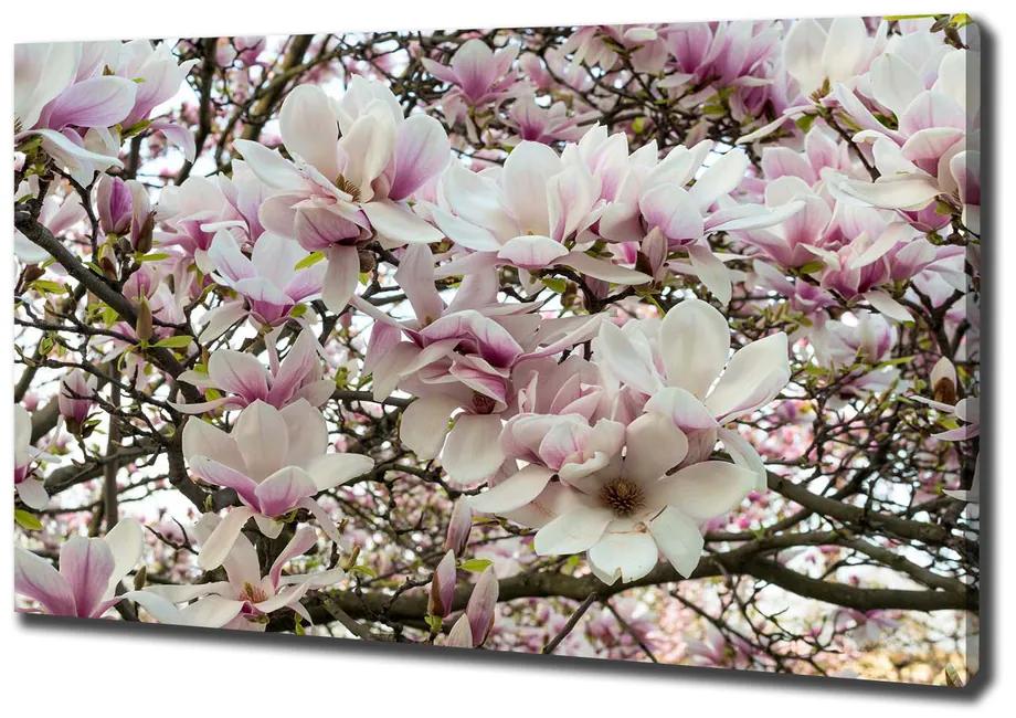 Print pe pânză Flori magnolia