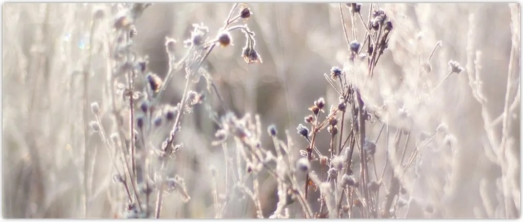 Tablou - Plante (120x50 cm)